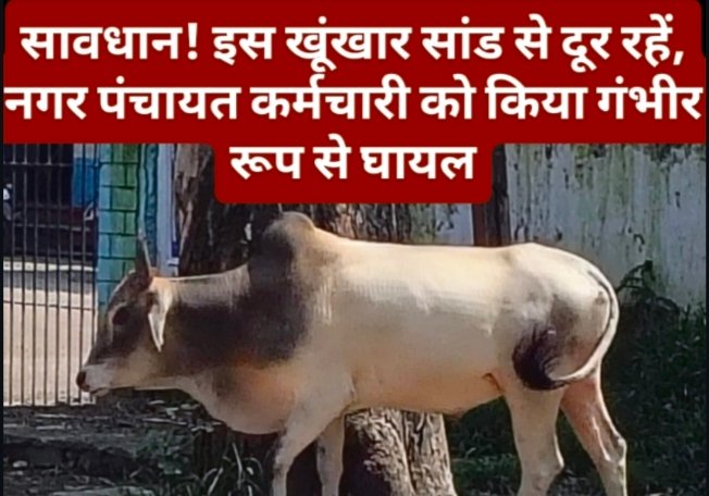 सावधान! इस खूंखार सांड से दूर रहें, घरघोड़ा नगर पंचायत कर्मचारी को किया गंभीर रूप से घायल